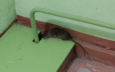 Уничтожение мышей в подъезде жилого дома дома в Ликино-Дулёво