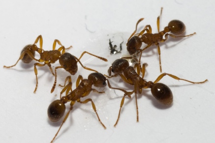 Уничтожение муравьев   в Ликино-Дулёво 
