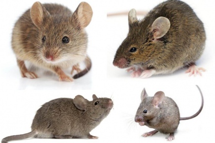 Уничтожение (дератизация) мышей   в Ликино-Дулёво 